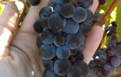 Occasio Winery