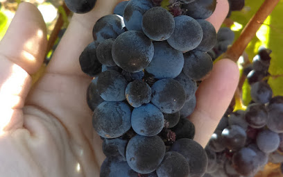 Occasio Winery