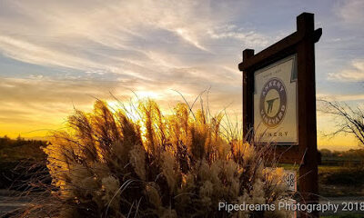 Ankeny Vineyard