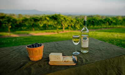 Morris Vineyard