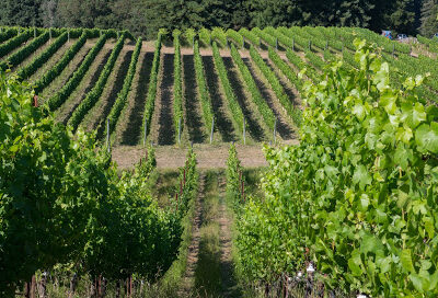 Windy Oaks Winery