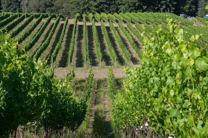 Windy Oaks Winery
