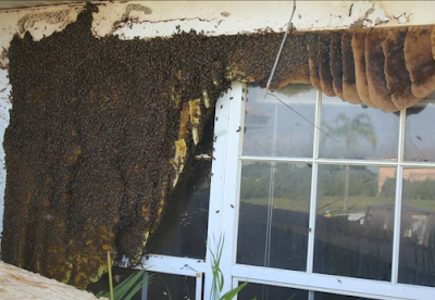 Councell Farms Professional Bee Removal