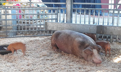 Centennial Farm