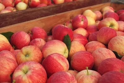 Rootwood Cider Tasting Room at the Orchard