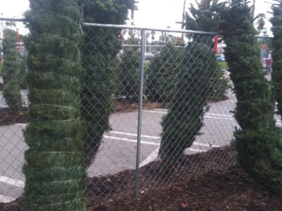 Kings Christmas Trees