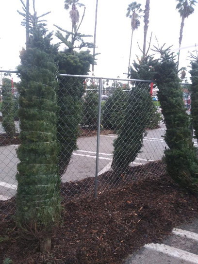 Kings Christmas Trees