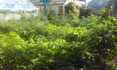 Tacoma Urban Farm
