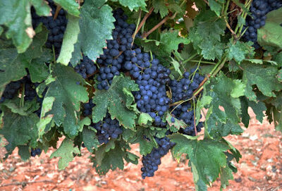 Bingham Family Vineyards and Winery