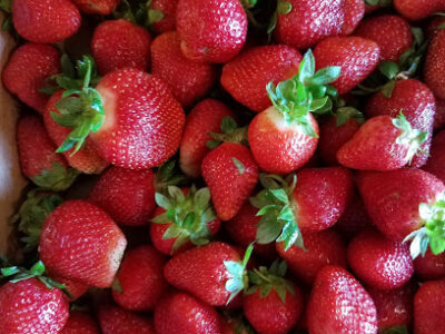 Wild Things Farm