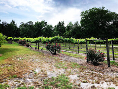 La Belle Amie Vineyard
