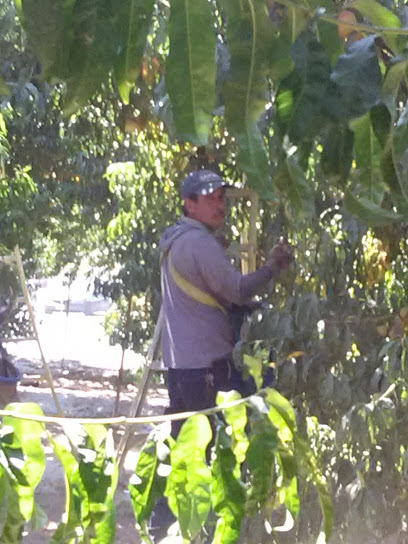 P-R Farms, Inc