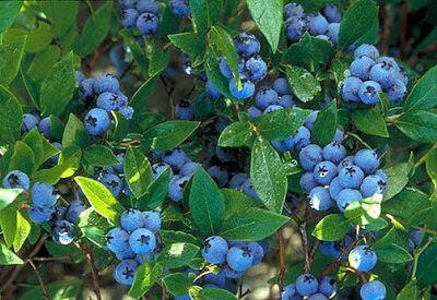 Baumhart Berry Farm