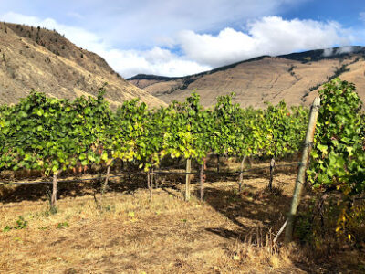 Orofino Winery