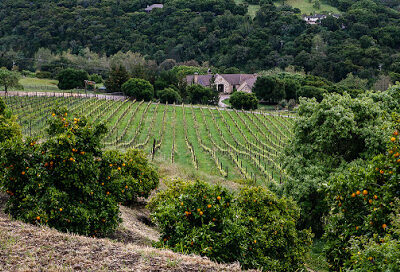 Cane and Spur Wine Tours