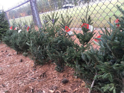 Dowless Christmas Tree Farm