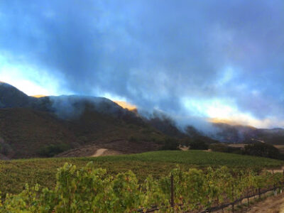 Pisoni Family Vineyards