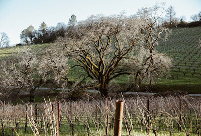 Black Sears Winery