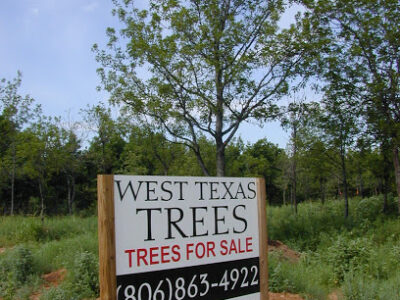 West Texas Trees