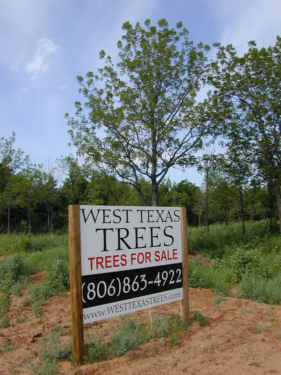 West Texas Trees