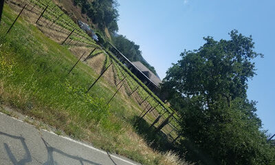 Moss Creek Winery