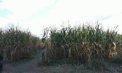 DuBois Farms Corn Maze