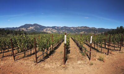 The Vineyardist