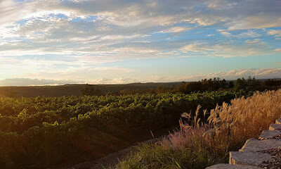 Adamo Estate Winery