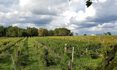 Holy Field Vineyard & Winery