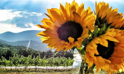 Moss Vineyards