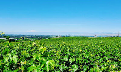 Two Mountain Winery