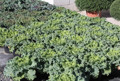 Conestoga Valley Greenhouse