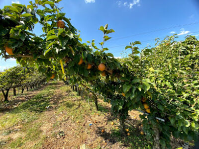 Evergreen Orchard Farm