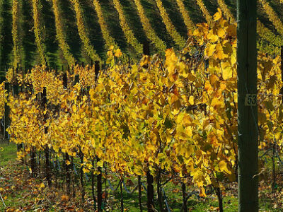 Windy Oaks Carmel Valley Tasting Room