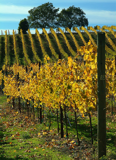 Windy Oaks Carmel Valley Tasting Room
