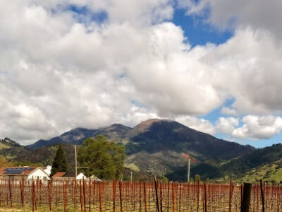 Coquerel Family Wine Estates