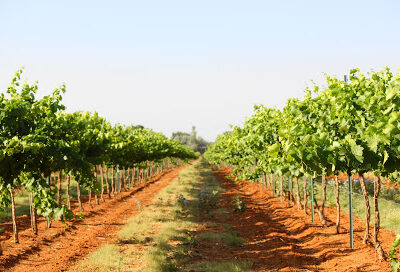 Reddy Vineyards