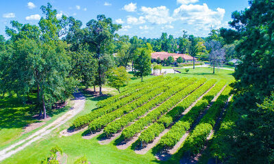 Wild Stallion Vineyards