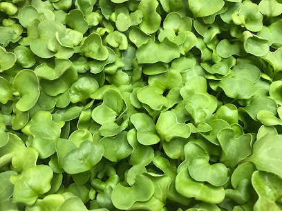 Charleston Microgreens