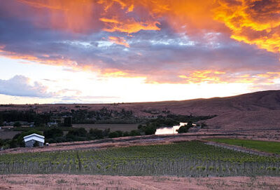 Shackelford Vineyard