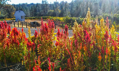 Iverson Vineyards & Winery