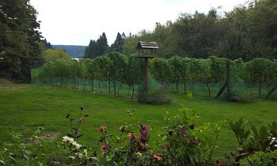 Olalla Vineyard & Winery