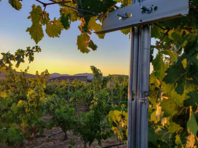 Bold and Delaney Winery