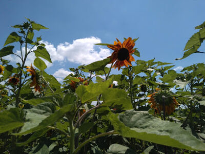Wea Creek Orchard (open from July 24 through November, 2020)