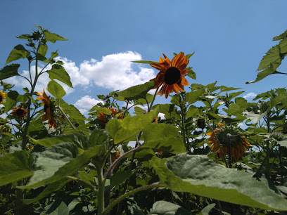 Wea Creek Orchard (open from July 24 through November, 2020)