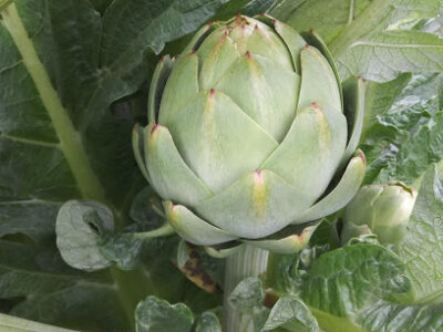 Betteravia Farms