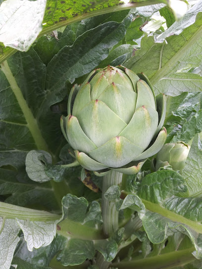 Betteravia Farms