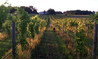 Dulcius Vineyards, LLC