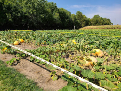 Kristin's Pumpkin Patch