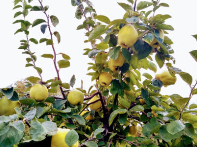 Rocky Brook Orchard